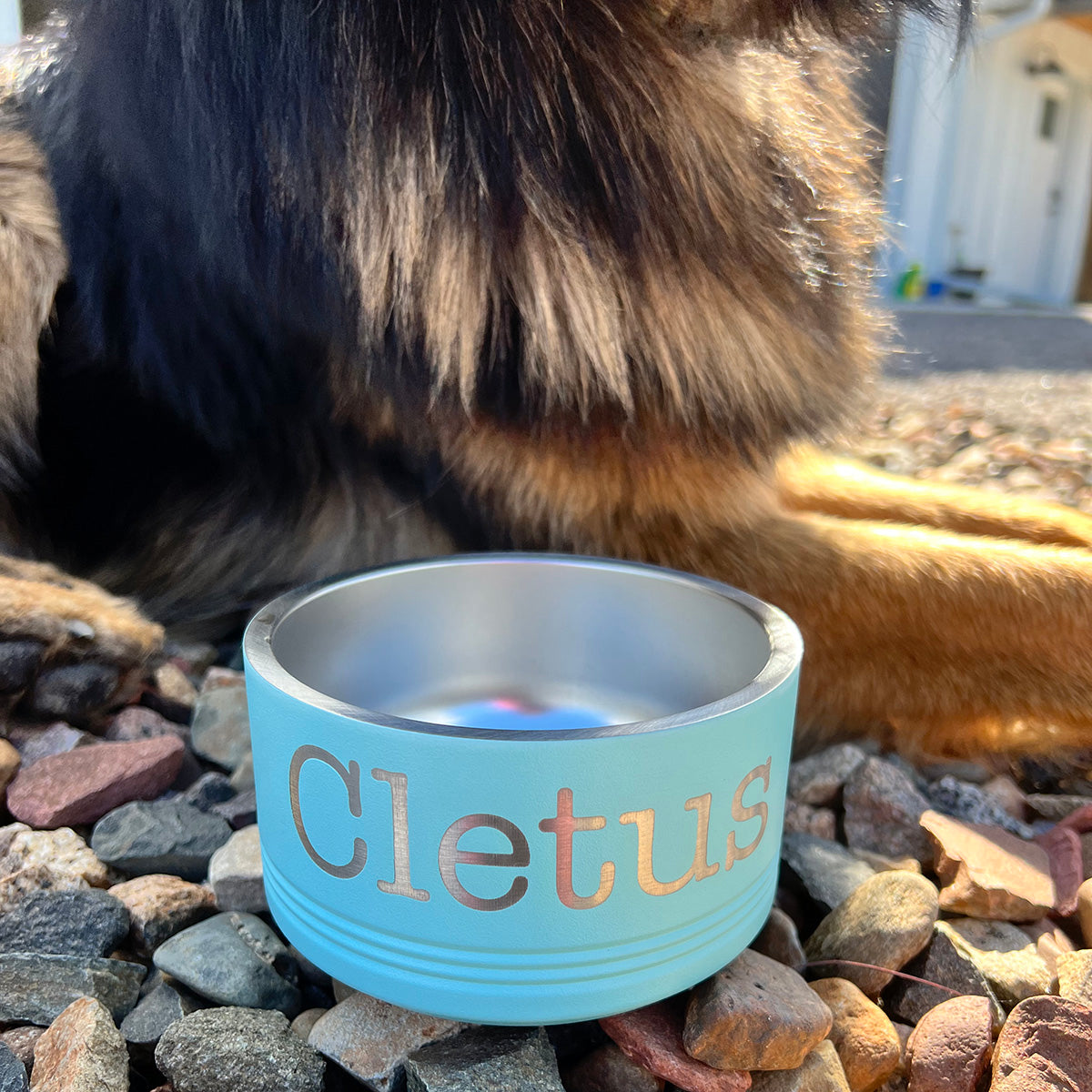 Pet Bowl